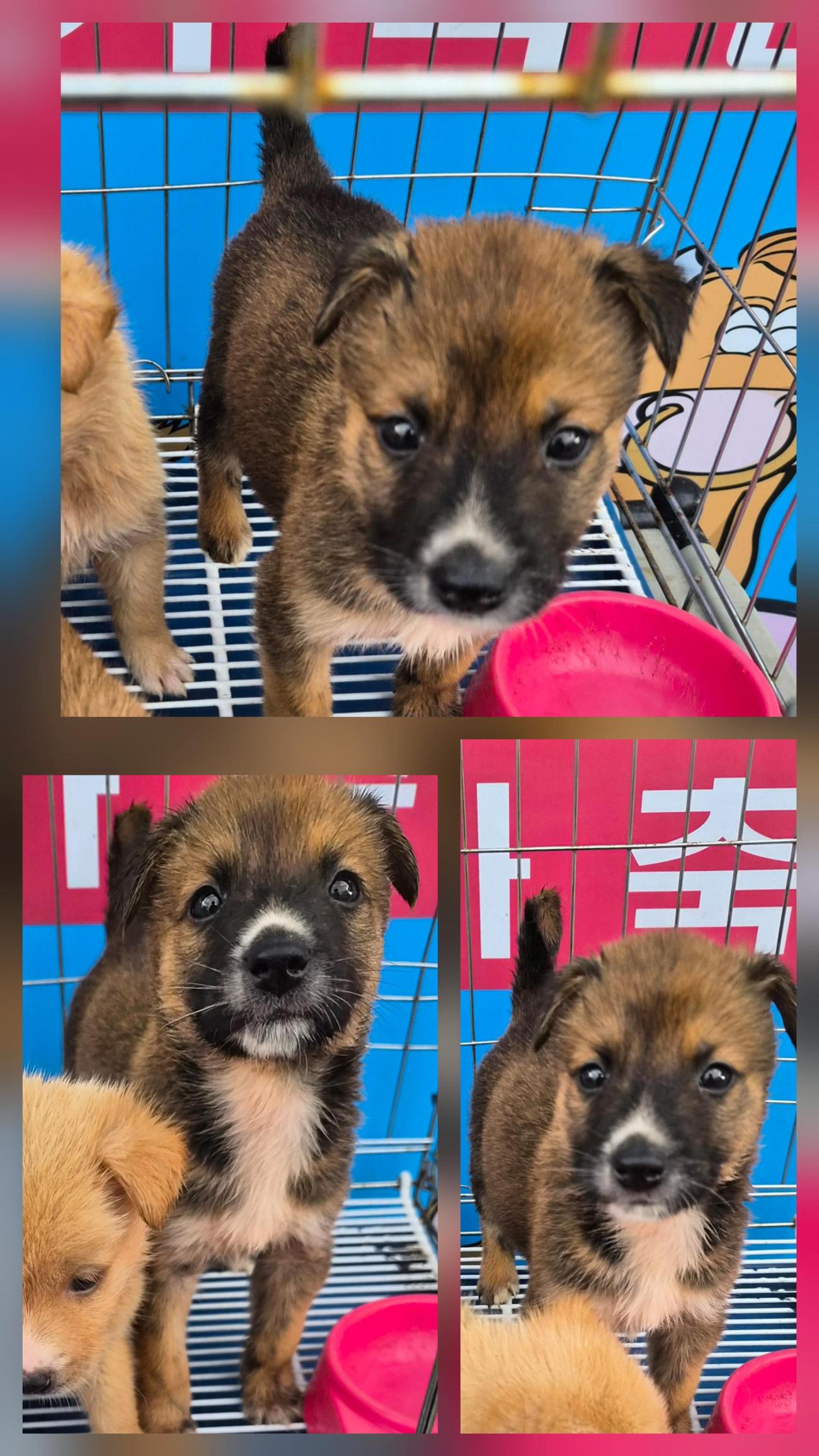 종료(입양) 믹스견…